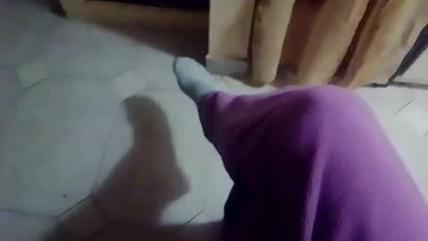 dthedog12 online show from February 2026 10:06:01 PM