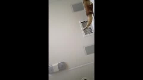 Snapshot of dtrain6969420 chatting on February 2026 06:40:02 AM dtrain6969420 online show from February 2026 06:40:02 AM