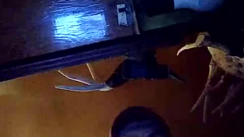 dukester36 online show from May 2026 03:46:01 AM