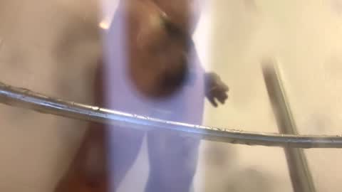 Snapshot of easternjerk chatting on October 2025 12:00:02 AM easternjerk online show from October 2025 12:00:02 AM