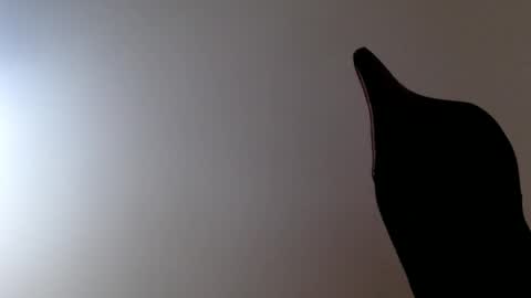 elosocazador online show from December 2025 08:27:02 PM