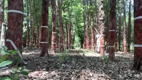 Luke online show from November 2025 01:45:02 PM