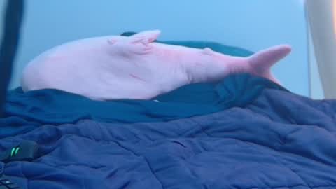 Snapshot of feralasf chatting on February 2025 09:25:02 PM FE fee online show from February 2025 09:25:02 PM