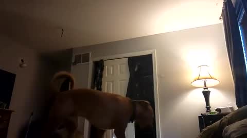 Nate online show from February 2025 01:03:01 PM