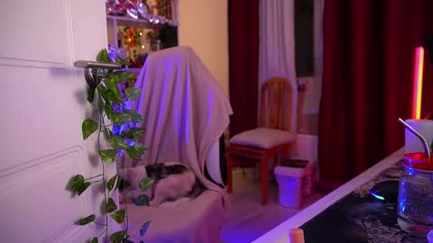 Snapshot of fox_and_dog chatting on December 2025 04:51:01 AM Senya subscribe to telegram channel online show from December 2025 04:51:01 AM