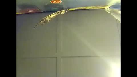 Warwick online show from October 2025 07:53:01 AM