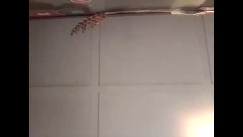 Warwick online show from October 2025 11:16:02 PM