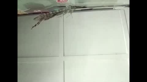 Warwick online show from November 2025 02:34:01 AM