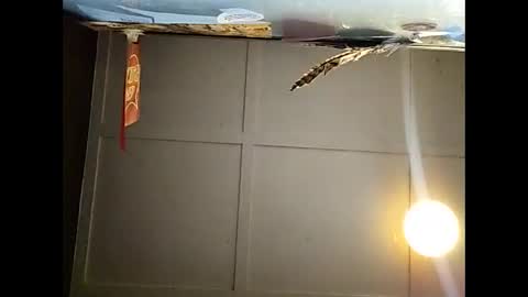 Warwick online show from November 2025 10:59:02 AM