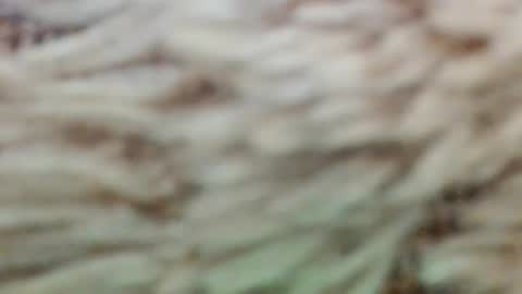 fullyfashionednylonlover online show from March 2026 11:06:01 AM