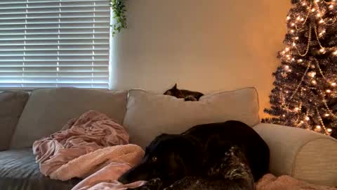 Snapshot of goddessmayvn chatting on December 2024 11:47:01 PM GoddessMayvn online show from December 2024 11:47:01 PM