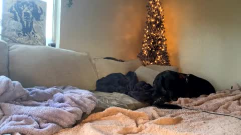 Snapshot of goddessmayvn chatting on January 2025 03:48:01 PM GoddessMayvn online show from January 2025 03:48:01 PM