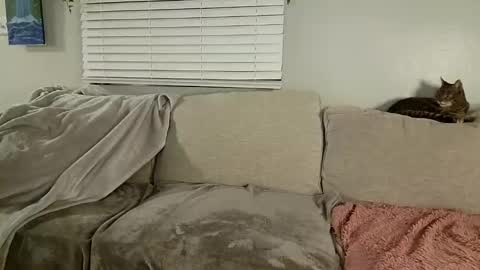 Snapshot of goddessmayvn chatting on January 2025 10:08:01 AM GoddessMayvn online show from January 2025 10:08:01 AM