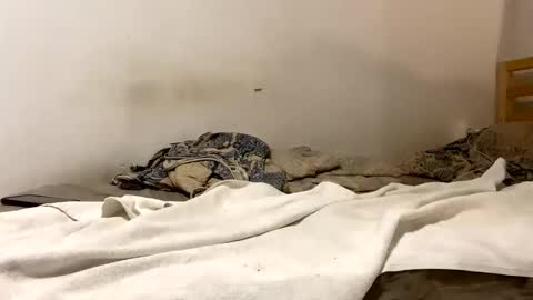 Snapshot of goldmedalexcellent chatting on January 2026 09:07:02 PM Goldmedal online show from January 2026 09:07:02 PM