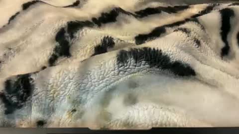 gumbywanna online show from November 2025 02:56:01 AM