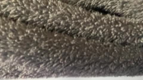 Snapshot of hairy_mexi chatting on March 2025 04:56:01 AM J M online show from March 2025 04:56:01 AM