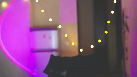 happy_cat_house2 online show from December 2024 06:31:01 PM