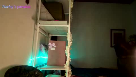 Snapshot of harleyparadise chatting on November 2025 06:16:02 AM 900 am to 300 pm - GTM 5 Weekdays online show from November 2025 06:16:02 AM