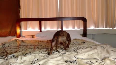 Snapshot of hercules__ chatting on February 2025 01:02:02 AM Gregblonde Alextattoo online show from February 2025 01:02:02 AM