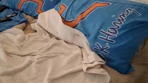 Homer online show from March 2025 02:41:02 AM