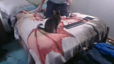 Snapshot of homer4038 chatting on October 2025 12:41:02 AM Sebastians Mess online show from October 2025 12:41:02 AM