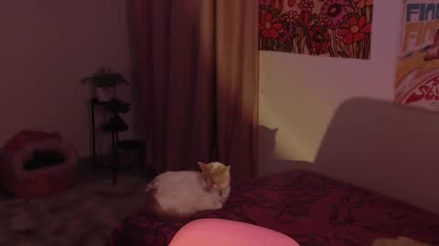    online show from December 2024 11:30:01 PM