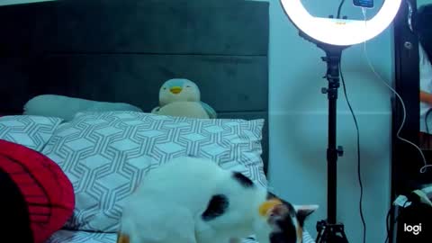 Snapshot of iam_your_fantasy chatting on January 2026 01:11:01 AM iam_your_fantasy online show from January 2026 01:11:01 AM