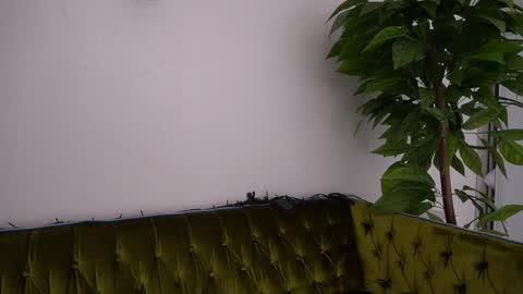 Danielle online show from January 2025 06:33:02 PM