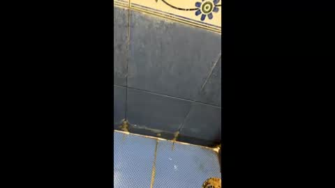 Indianboy online show from April 2026 11:19:01 AM