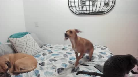 Isa online show from December 2024 05:52:02 AM