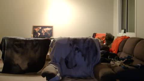 Snapshot of jameswolf777 chatting on December 2025 06:54:02 AM jameswolf777 online show from December 2025 06:54:02 AM