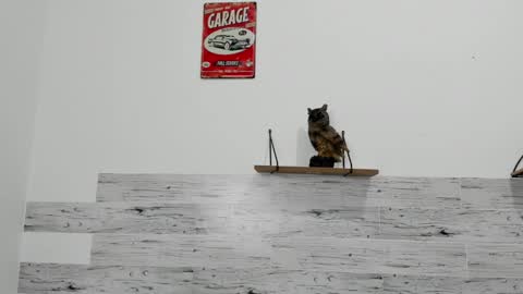 Jaycreedd online show from March 2025 04:46:01 AM