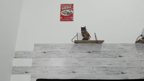 Jaycreedd online show from November 2025 08:15:02 AM