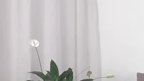 Help me with rate thanks  online show from February 2025 05:38:01 AM