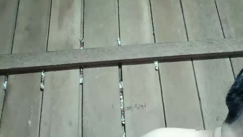 Ruru online show from January 2026 04:00:01 PM