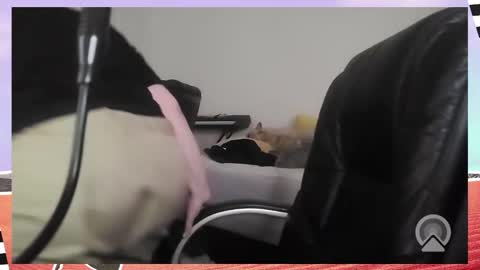 Snapshot of kittykay86 chatting on December 2025 09:36:02 AM Bella Blue BBW online show from December 2025 09:36:02 AM