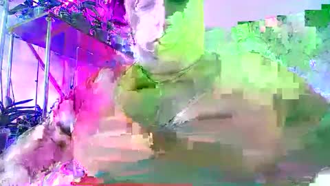 Lady Gloria online show from November 2025 06:39:03 AM