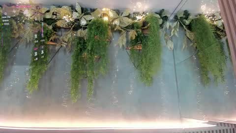 Snapshot of lana_lann chatting on December 2025 12:36:02 PM lana_lann online show from December 2025 12:36:02 PM