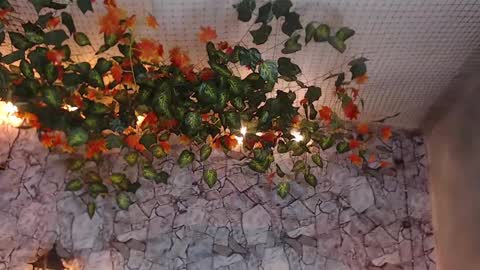 Snapshot of lancelot_benwick chatting on January 2025 01:38:02 AM Lancelot Benwick online show from January 2025 01:38:02 AM