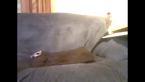 Snapshot of lion160868 chatting on February 2026 09:34:01 AM lion160868 online show from February 2026 09:34:01 AM