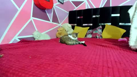 Snapshot of littledoll__ chatting on December 2025 03:02:01 AM --- Onlyfans Free -- online show from December 2025 03:02:01 AM