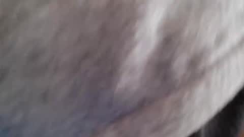 lordhealt online show from April 2026 01:17:01 PM