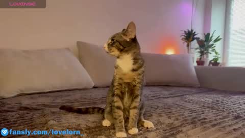 Snapshot of lovelorn_ chatting on October 2025 11:54:02 AM Elsa online show from October 2025 11:54:02 AM