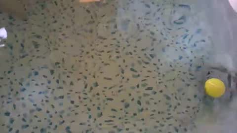 lovelyladyflaccid online show from May 2026 10:29:02 PM