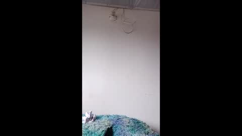 luna ember online show from December 2025 04:36:01 PM