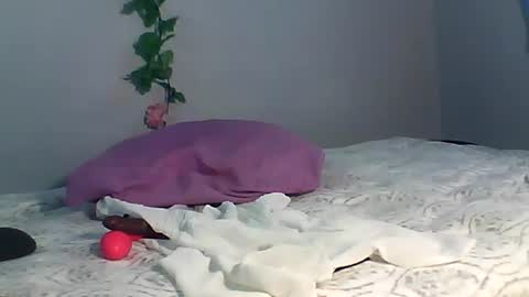 Bee Bee online show from October 2025 03:50:02 AM