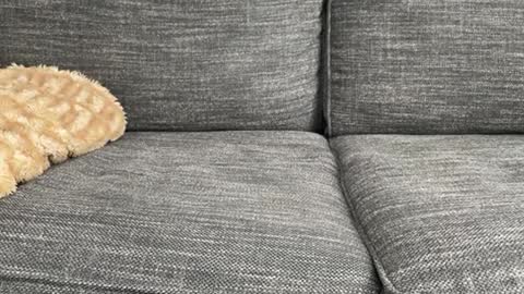 Snapshot of majortazer chatting on February 2025 10:58:01 PM majortazer online show from February 2025 10:58:01 PM