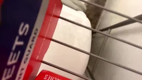 mamolag online show from April 2026 12:21:01 PM