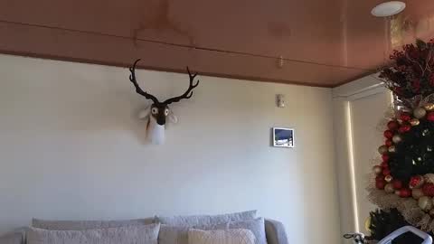 Sebastian online show from December 2024 07:22:01 PM