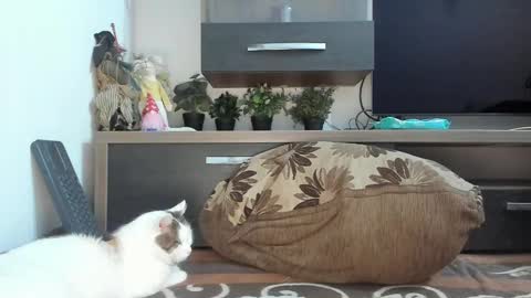 Snapshot of mellbell_ chatting on February 2025 02:16:02 AM MellyMell online show from February 2025 02:16:02 AM